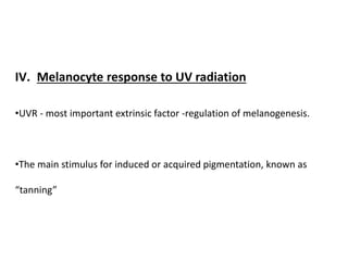 IV. Melanocyte response to UV radiation
•UVR - most important extrinsic factor -regulation of melanogenesis.
•The main stimulus for induced or acquired pigmentation, known as
“tanning”
 