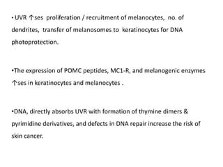 • UVR ↑ses proliferation / recruitment of melanocytes, no. of
dendrites, transfer of melanosomes to keratinocytes for DNA
photoprotection.
•The expression of POMC peptides, MC1-R, and melanogenic enzymes
↑ses in keratinocytes and melanocytes .
•DNA, directly absorbs UVR with formation of thymine dimers &
pyrimidine derivatives, and defects in DNA repair increase the risk of
skin cancer.
 