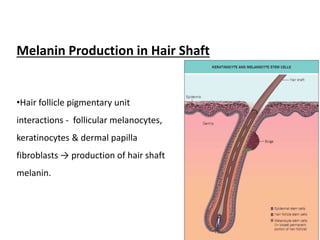 Melanin Production in Hair Shaft
•Hair follicle pigmentary unit
interactions - follicular melanocytes,
keratinocytes & dermal papilla
fibroblasts → production of hair shaft
melanin.
 