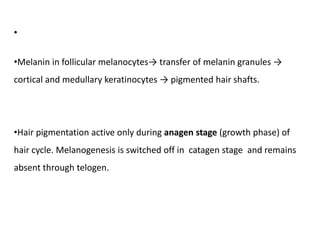 •
•Melanin in follicular melanocytes→ transfer of melanin granules →
cortical and medullary keratinocytes → pigmented hair shafts.
•Hair pigmentation active only during anagen stage (growth phase) of
hair cycle. Melanogenesis is switched off in catagen stage and remains
absent through telogen.
 