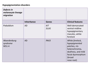 Defects in
melanocyte lineage
migration
Inheritance Genes Clinical features
Piebaldism AD KIT
SLUG
Well‐demarcated
ventral midline
hypopigmentary
macules, white
forelock
Waardenburg
syndrome
WS1-4
AD PAX3 White forelock,
hypopigmented
patches, iris
heterochromia,
deafness, and mild
facial dysmorphism
(broad
nose root)
Hypopigmentation disorders
 