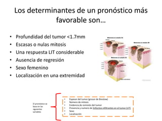 Los determinantes de un pronóstico más
favorable son…
• Profundidad del tumor <1.7mm
• Escasas o nulas mitosis
• Una respuesta LIT considerable
• Ausencia de regresión
• Sexo femenino
• Localización en una extremidad
• Espesor del tumor (grosor de Breslow)
• Número de mitosis
• Evidencia de remisión del tumor
• Presencia y numero de linfocitos infiltrantes en el tumor (LIT)
• Sexo
• Localización
El pronóstico se
basa en las
siguientes
variables
 
