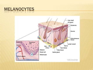 MELANOCYTES
 