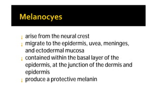 ¡   arise from the neural crest
¡   migrate to the epidermis, uvea, meninges,
    and ectodermal mucosa
¡   contained within the basal layer of the
    epidermis, at the junction of the dermis and
    epidermis
¡   produce a protective melanin
 