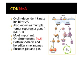¡   Cyclin-dependent kinase
    inhibitor 2A
¡   Also known as multiple
    tumor suppressor gene 1
    (MTS-1)
¡   Most important.
¡   On chromosome 9p21
¡   Both in sporadic and
    hereditary melanomas
¡   Encodes p14 and p16
 