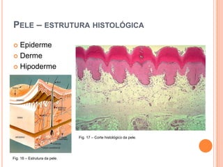 Estatísticas: Registo Oncológico Nacional (Instituto Português Oncologia de Francisco Gentil)