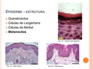 Estatísticas: Registo Oncológico Nacional (Instituto Português Oncologia de Francisco Gentil)