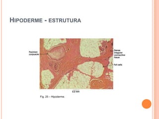 Diagnóstico História clínica completa