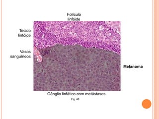 Derme - estruturaFig. 23 – Estrutura da pele e seus constituintes.Fig. 24 – Imagens histológicas da derme.