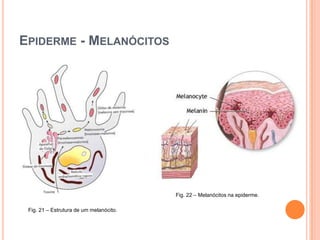 Características Clínicas Geralmente assintomático mas pode ter prurido associado.