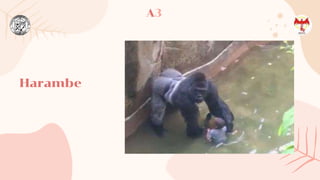 A3
Harambe
 