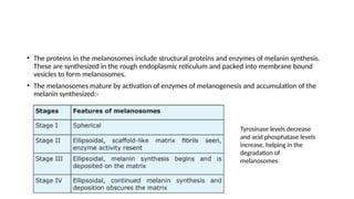 • The proteins in the melanosomes include structural proteins and enzymes of melanin synthesis.
These are synthesized in the rough endoplasmic reticulum and packed into membrane bound
vesicles to form melanosomes.
• The melanosomes mature by activation of enzymes of melanogenesis and accumulation of the
melanin synthesized:-
Tyrosinase levels decrease
and acid phosphatase levels
increase, helping in the
degradation of
melanosomes
 