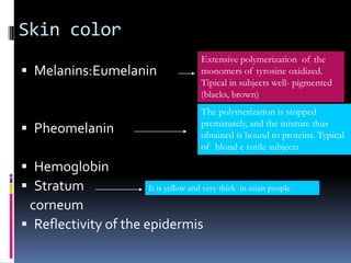 Skin color
                                    Extensive polymerization of the
 Melanins:Eumelanin                monomers of tyrosine oxidized.
                                    Tipical in subjects well- pigmented
                                    (blacks, brown)
                                    The polymerization is stopped
                                    prematurely, and the mixture thus
 Pheomelanin                       obtained is bound to proteins. Typical
                                    of blond e rutile subjects

 Hemoglobin
 Stratum            It is yellow and very thick in asian people

 corneum
 Reflectivity of the epidermis
 
