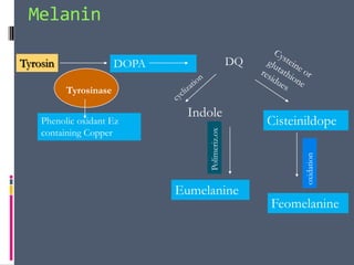 Melanin

Tyrosin                DOPA                       DQ

          Tyrosinase

                               Indole
    Phenolic oxidant Ez                                Cisteinildope
    containing Copper




                                   Polimeriz.ox




                                                              oxidation
                              Eumelanine
                                                       Feomelanine
 