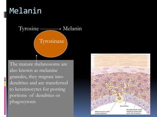Melanin
    Tyrosine              Melanin

               Tyrosinase


The mature melanosoms are
also known as melanine
granules, they migrate into
dendrites and are transferred
to keratinocytes for posting
portions of dendrites or
phagocytosis
 