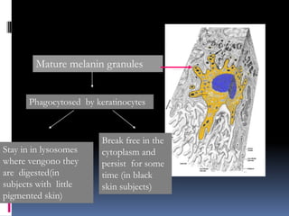 Mature melanin granules


      Phagocytosed by keratinocytes



                        Break free in the
Stay in in lysosomes    cytoplasm and
where vengono they      persist for some
are digested(in         time (in black
subjects with little    skin subjects)
pigmented skin)
 