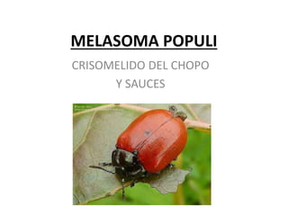 MELASOMA POPULI
CRISOMELIDO DEL CHOPO
Y SAUCES
 