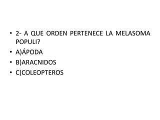• 2- A QUE ORDEN PERTENECE LA MELASOMA
POPULI?
• A)ÁPODA
• B)ARACNIDOS
• C)COLEOPTEROS
 