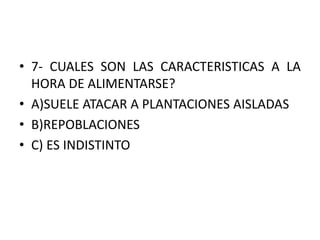• 7- CUALES SON LAS CARACTERISTICAS A LA
HORA DE ALIMENTARSE?
• A)SUELE ATACAR A PLANTACIONES AISLADAS
• B)REPOBLACIONES
• C) ES INDISTINTO
 