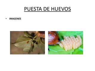 PUESTA DE HUEVOS
• IMAGENES
 