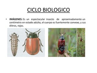 CICLO BIOLOGICO
• IMÁGENES: Es un espectacular insecto de aproximadamente un
centímetro en estado adulto, el cuerpo es fuertemente convexo, y sus
élitros, rojos.
 