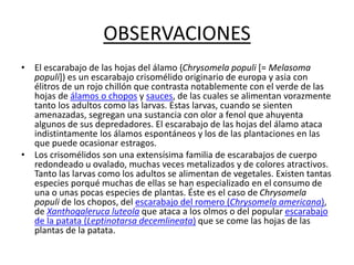OBSERVACIONES
• El escarabajo de las hojas del álamo (Chrysomela populi [= Melasoma
populi]) es un escarabajo crisomélido originario de europa y asia con
élitros de un rojo chillón que contrasta notablemente con el verde de las
hojas de álamos o chopos y sauces, de las cuales se alimentan vorazmente
tanto los adultos como las larvas. Estas larvas, cuando se sienten
amenazadas, segregan una sustancia con olor a fenol que ahuyenta
algunos de sus depredadores. El escarabajo de las hojas del álamo ataca
indistintamente los álamos espontáneos y los de las plantaciones en las
que puede ocasionar estragos.
• Los crisomélidos son una extensísima familia de escarabajos de cuerpo
redondeado u ovalado, muchas veces metalizados y de colores atractivos.
Tanto las larvas como los adultos se alimentan de vegetales. Existen tantas
especies porqué muchas de ellas se han especializado en el consumo de
una o unas pocas especies de plantas. Éste es el caso de Chrysomela
populi de los chopos, del escarabajo del romero (Chrysomela americana),
de Xanthogaleruca luteola que ataca a los olmos o del popular escarabajo
de la patata (Leptinotarsa decemlineata) que se come las hojas de las
plantas de la patata.
 