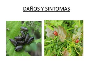 DAÑOS Y SINTOMAS
 
