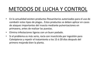 METODOS DE LUCHA Y CONTROL
• En la actualidad existen productos fitosanitarios autorizados para el uso de
combatir estos tipos de plagas.. Estos productos se deben aplicar en casos
de ataques importantes del insecto mediante pulverizaciones en
primavera, antes de realizar las puestas.
• Elimina infestaciones ligeras con un buen podado.
• Si el problema es más serio, rocía con insecticida por ingestión para
Coleópteros y repetir el tratamiento a los 15 ó 20 días después del
primero mojando bien la planta.
 