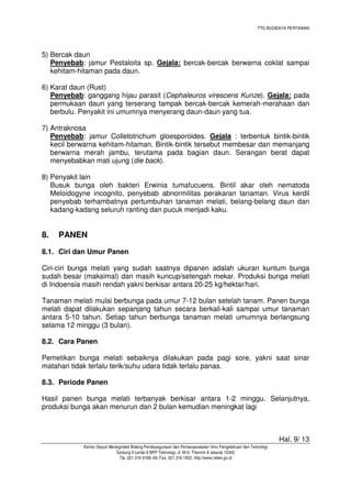 TTG BUDIDAYA PERTANIAN
Hal. 9/ 13
Kantor Deputi Menegristek Bidang Pendayagunaan dan Pemasyarakatan Ilmu Pengetahuan dan Teknologi
Gedung II Lantai 6 BPP Teknologi, Jl. M.H. Thamrin 8 Jakarta 10340
Tlp. 021 316 9166~69, Fax. 021 316 1952, http://www.ristek.go.id
5) Bercak daun
Penyebab: jamur Pestaloita sp. Gejala: bercak-bercak berwarna coklat sampai
kehitam-hitaman pada daun.
6) Karat daun (Rust)
Penyebab: ganggang hijau parasit (Cephaleuros virescens Kunze). Gejala: pada
permukaan daun yang terserang tampak bercak-bercak kemerah-merahaan dan
berbulu. Penyakit ini umumnya menyerang daun-daun yang tua.
7) Antraknosa
Penyebab: jamur Colletotrichum gloesporoides. Gejala : terbentuk bintik-bintik
kecil berwarna kehitam-hitaman. Bintik-bintik tersebut membesar dan memanjang
berwarna merah jambu, terutama pada bagian daun. Serangan berat dapat
menyebabkan mati ujung (die back).
8) Penyakit lain
Busuk bunga oleh bakteri Erwinia tumafucuens. Bintil akar oleh nematoda
Meloidogyne incognito, penyebab abnormilitas perakaran tanaman. Virus kerdil
penyebab terhambatnya pertumbuhan tanaman melati, belang-belang daun dan
kadang-kadang seluruh ranting dan pucuk menjadi kaku.
8. PANEN
8.1. Ciri dan Umur Panen
Ciri-ciri bunga melati yang sudah saatnya dipanen adalah ukuran kuntum bunga
sudah besar (maksimal) dan masih kuncup/setengah mekar. Produksi bunga melati
di Indoensia masih rendah yakni berkisar antara 20-25 kg/hektar/hari.
Tanaman melati mulai berbunga pada umur 7-12 bulan setelah tanam. Panen bunga
melati dapat dilakukan sepanjang tahun secara berkali-kali sampai umur tanaman
antara 5-10 tahun. Setiap tahun berbunga tanaman melati umumnya berlangsung
selama 12 minggu (3 bulan).
8.2. Cara Panen
Pemetikan bunga melati sebaiknya dilakukan pada pagi sore, yakni saat sinar
matahari tidak terlalu terik/suhu udara tidak terlalu panas.
8.3. Periode Panen
Hasil panen bunga melati terbanyak berkisar antara 1-2 minggu. Selanjutnya,
produksi bunga akan menurun dan 2 bulan kemudian meningkat lagi
 