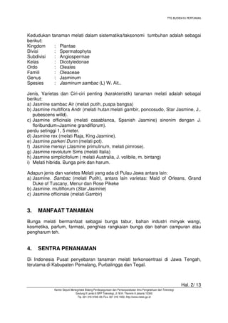 TTG BUDIDAYA PERTANIAN
Hal. 2/ 13
Kantor Deputi Menegristek Bidang Pendayagunaan dan Pemasyarakatan Ilmu Pengetahuan dan Teknologi
Gedung II Lantai 6 BPP Teknologi, Jl. M.H. Thamrin 8 Jakarta 10340
Tlp. 021 316 9166~69, Fax. 021 316 1952, http://www.ristek.go.id
Kedudukan tanaman melati dalam sistematika/taksonomi tumbuhan adalah sebagai
berikut:
Kingdom : Plantae
Divisi : Spermatophyta
Subdivisi : Angiospermae
Kelas : Dicotyledonae
Ordo : Oleales
Famili : Oleaceae
Genus : Jasminum
Spesies : Jasminum sambac (L) W. Ait..
Jenis, Varietas dan Ciri-ciri penting (karakteristik) tanaman melati adalah sebagai
berikut:
a) Jasmine sambac Air (melati putih, puspa bangsa)
b) Jasmine multiflora Andr (melati hutan:melati gambir, poncosudo, Star Jasmine, J,.
pubescens willd).
c) Jasmine officinale (melati casablanca, Spanish Jasmine) sinonim dengan J.
floribundum=Jasmine grandiflorum).
perdu setinggi 1, 5 meter.
d) Jasmine rex (melati Raja, King Jasmine).
e) Jasmine parkeri Dunn (melati pot).
f) Jasmine mensyi (Jasmine primulinum, melati pimrose).
g) Jasmine revolutum Sims (melati Italia)
h) Jasmine simplicifolium ( melati Australia, J. volibile, m. bintang)
i) Melati hibrida. Bunga pink dan harum.
Adapun jenis dan varietes Melati yang ada di Pulau Jawa antara lain:
a) Jasmine. Sambac (melati Putih), antara lain varietas: Maid of Orleans, Grand
Duke of Tuscany, Menur dan Rose Pikeke
b) Jasmine. multiflorum (Star Jasmine)
c) Jasmine officinale (melati Gambir)
3. MANFAAT TANAMAN
Bunga melati bermanfaat sebagai bunga tabur, bahan industri minyak wangi,
kosmetika, parfum, farmasi, penghias rangkaian bunga dan bahan campuran atau
pengharum teh.
4. SENTRA PENANAMAN
Di Indonesia Pusat penyebaran tanaman melati terkonsentrasi di Jawa Tengah,
terutama di Kabupaten Pemalang, Purbalingga dan Tegal.
 