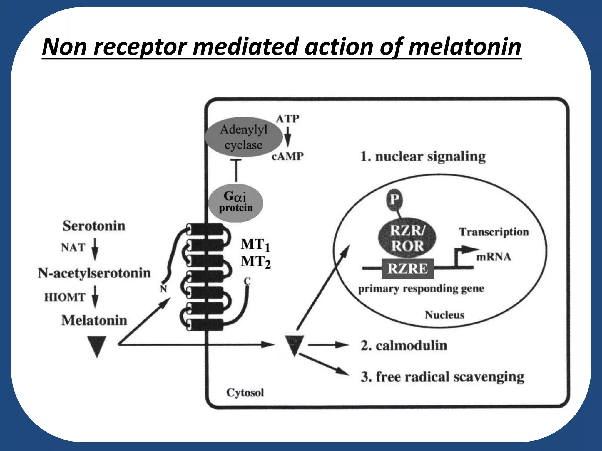 Non receptor mediated action of melatonin