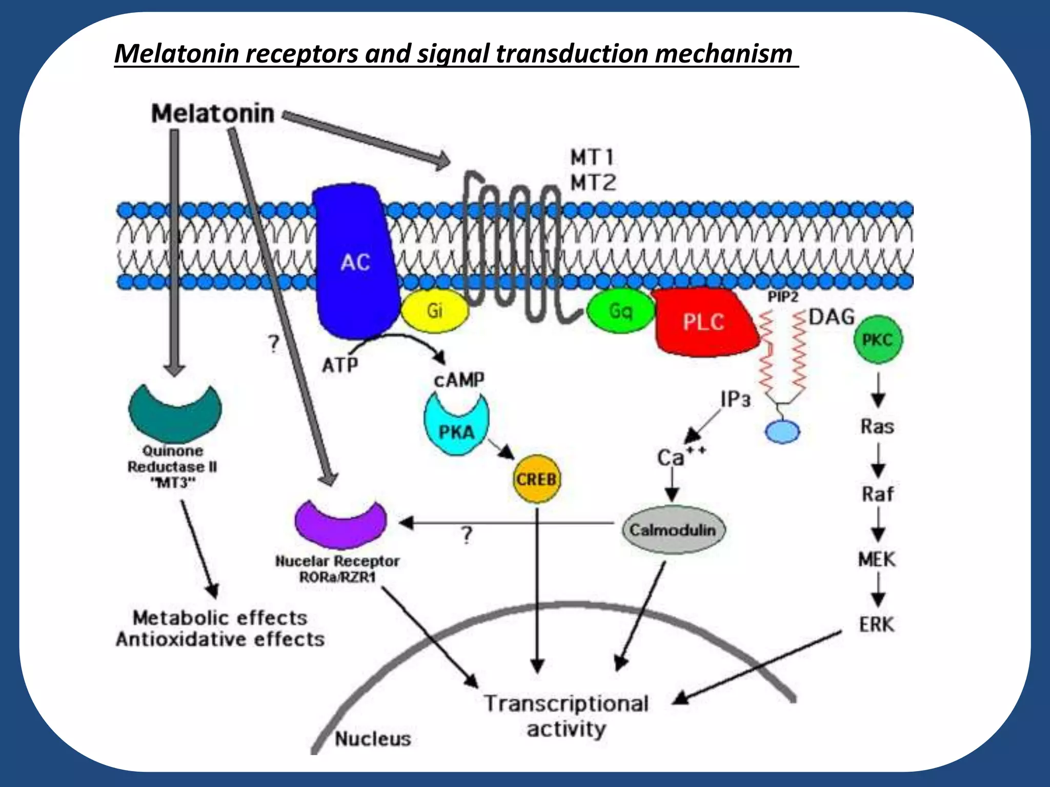 Melatonin receptors and signal transduction mechanism