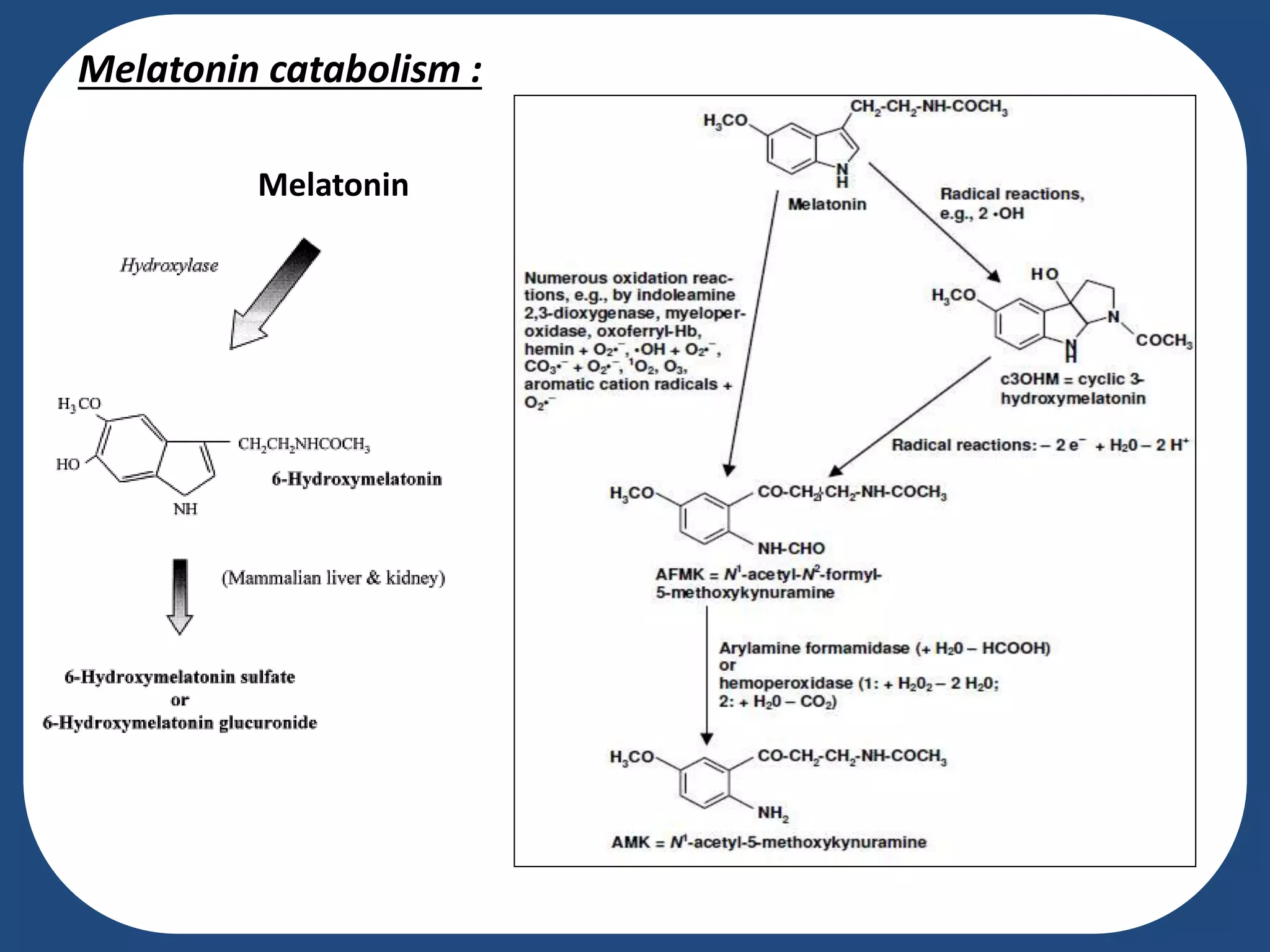 Melatonin catabolism :
Melatonin