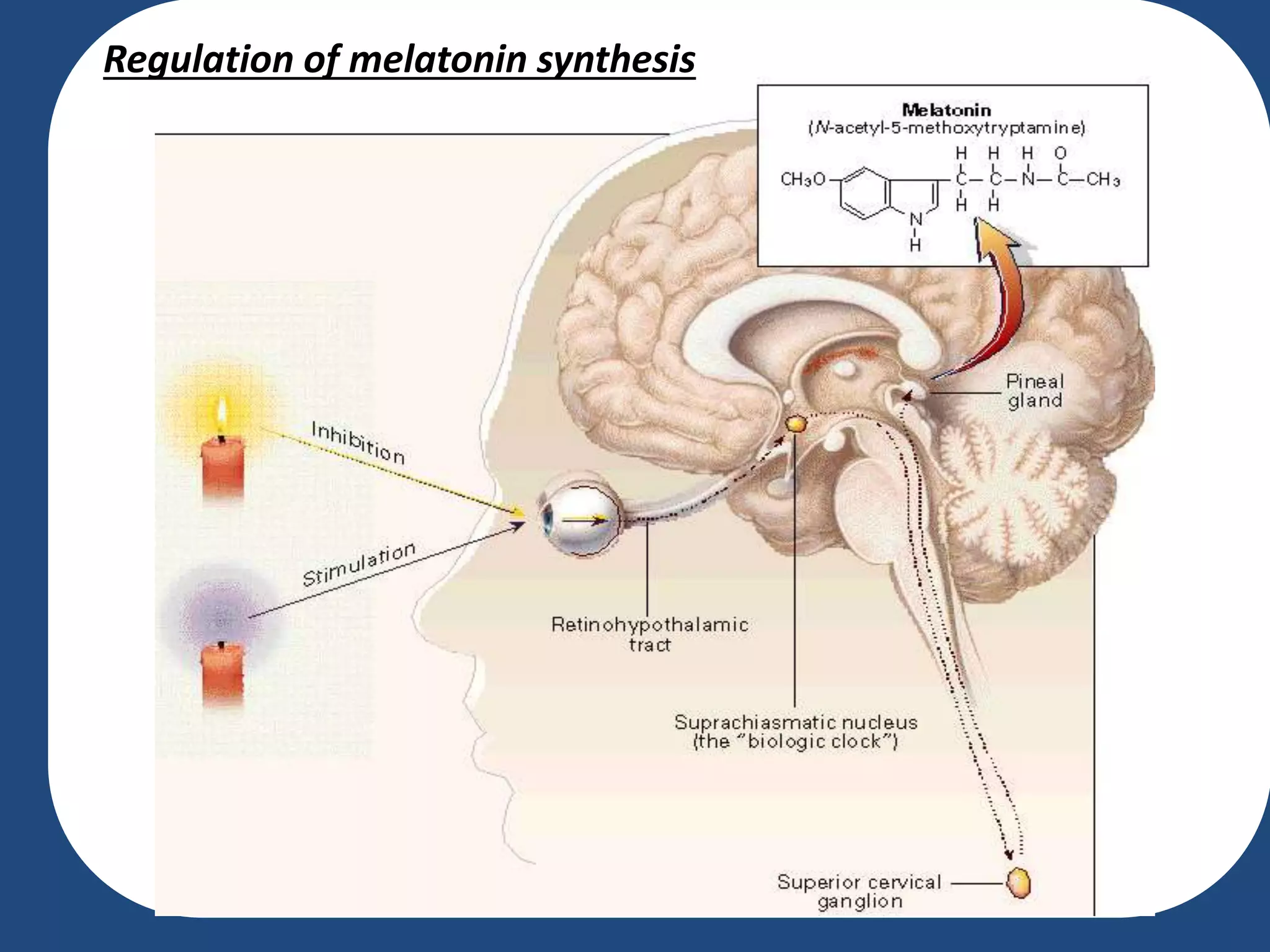 Regulation of melatonin synthesis