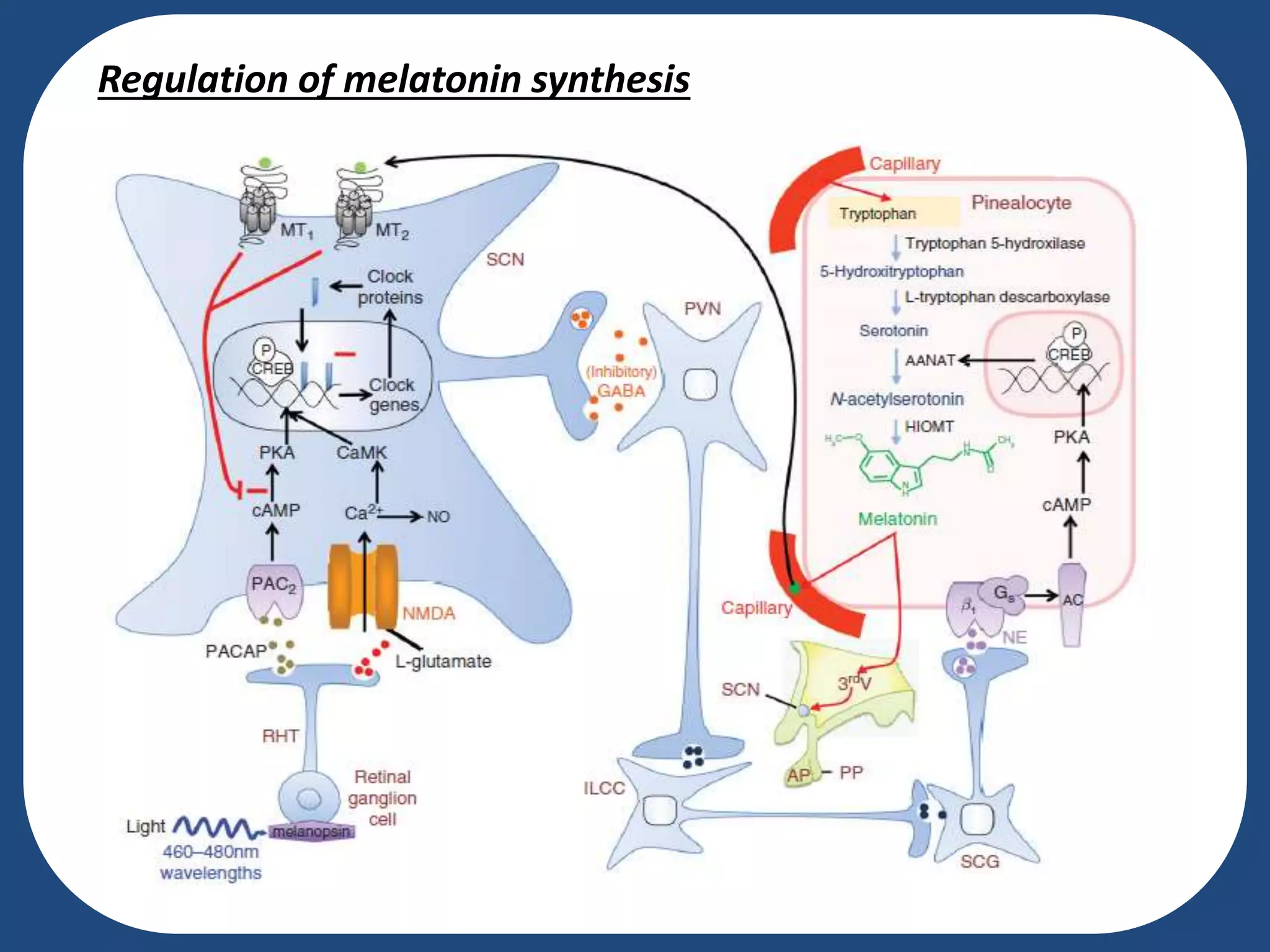 Regulation of melatonin synthesis