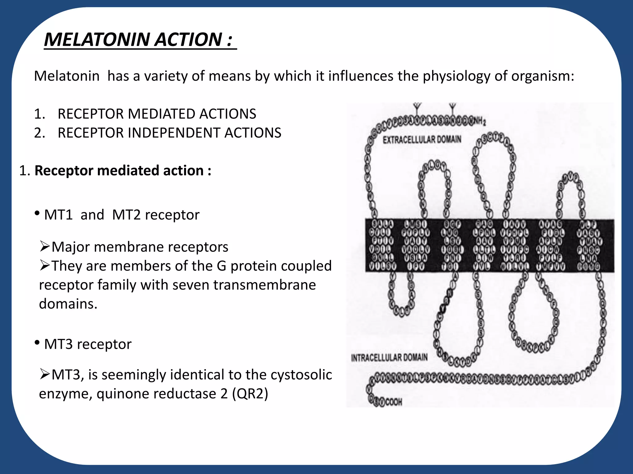 MELATONIN ACTION :
Melatonin has a variety of means by which it influences the physiology of organism:
1. RECEPTOR MEDIATED ACTIONS
2. RECEPTOR INDEPENDENT ACTIONS
1. Receptor mediated action :
Major membrane receptors
They are members of the G protein coupled
receptor family with seven transmembrane
domains.
• MT1 and MT2 receptor
• MT3 receptor
MT3, is seemingly identical to the cystosolic
enzyme, quinone reductase 2 (QR2)