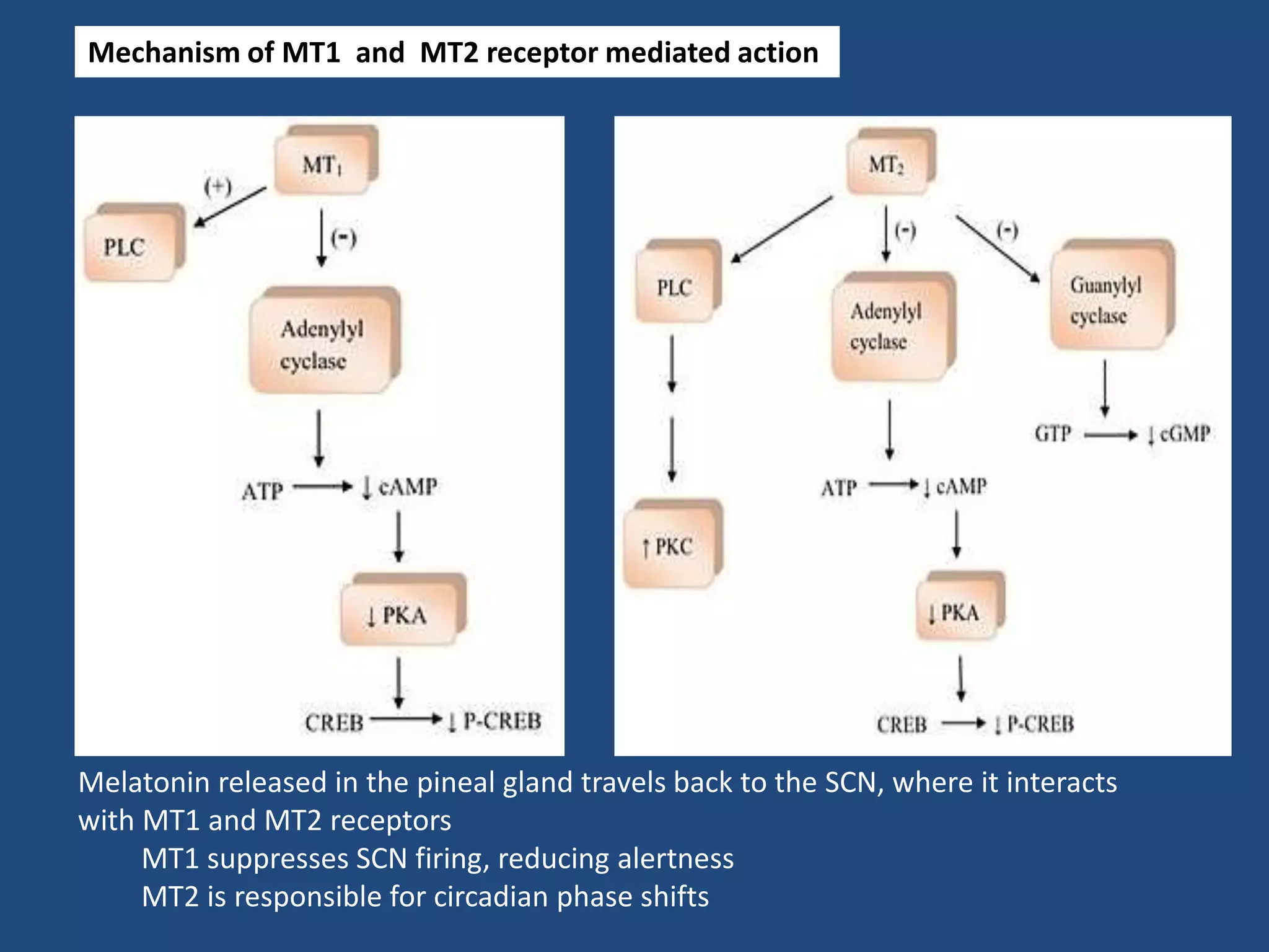Melatonin released in the pineal gland travels back to the SCN, where it interacts
with MT1 and MT2 receptors
MT1 suppresses SCN firing, reducing alertness
MT2 is responsible for circadian phase shifts
Mechanism of MT1 and MT2 receptor mediated action