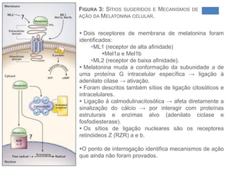 Pinealócitos (predominante) – endolaminas (melatonina e hormônio vasoativo) e peptídeos