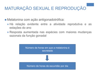 Escuridão -> aumento da secreção de Melatonina