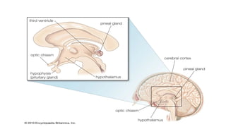 PHYSIOLOGY - MELATONIN AND THE SLEEP-WAKE CYCLE.pptx