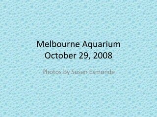 Melbourne Aquarium October 29, 2008 Photos by Susan Esmonde 