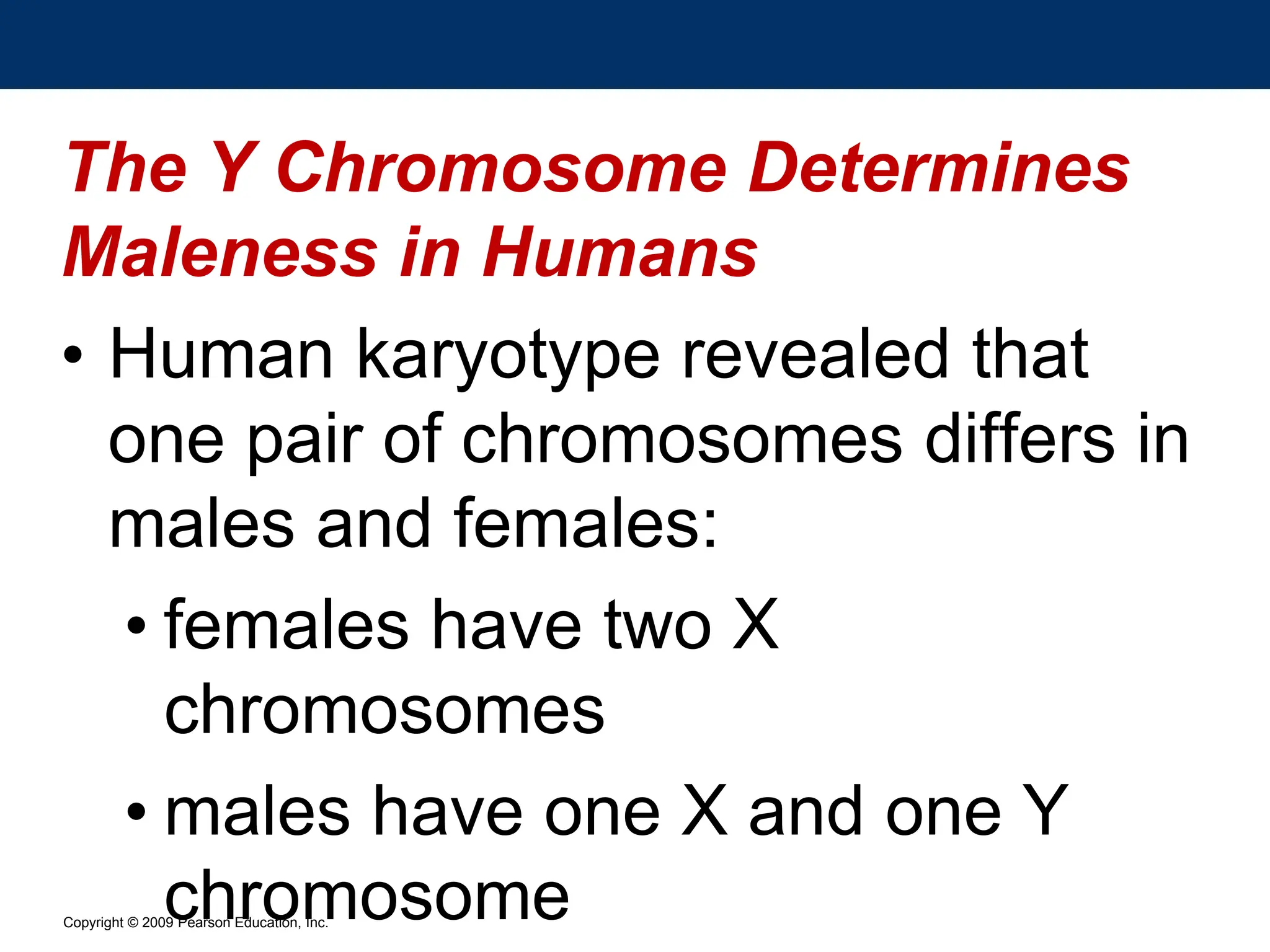 Copyright © 2009 Pearson Education, Inc.
The Y Chromosome Determines
Maleness in Humans
• Human karyotype revealed that
one pair of chromosomes differs in
males and females:
• females have two X
chromosomes
• males have one X and one Y
chromosome
 