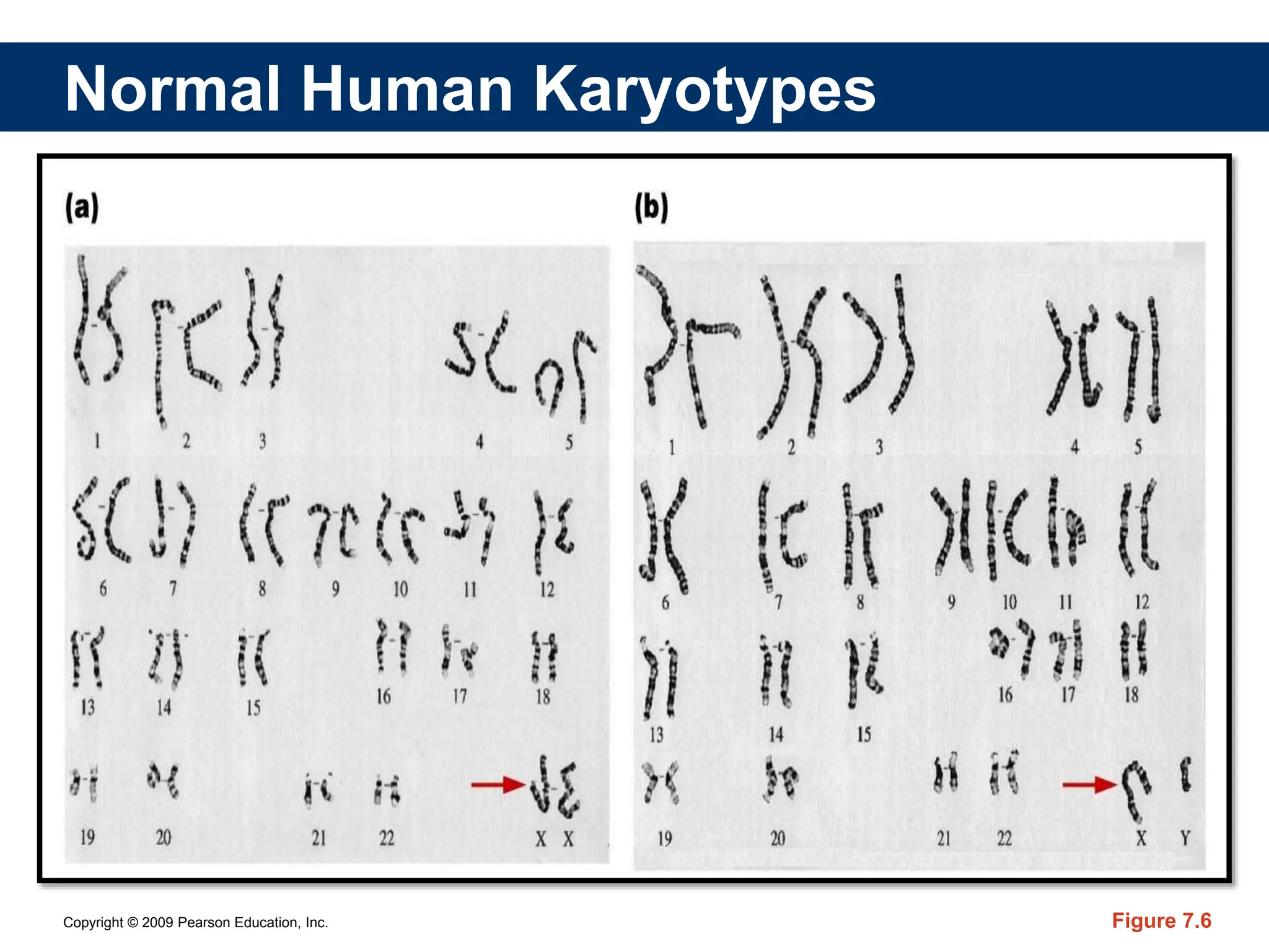 Copyright © 2009 Pearson Education, Inc. Figure 7.6
Normal Human Karyotypes
 