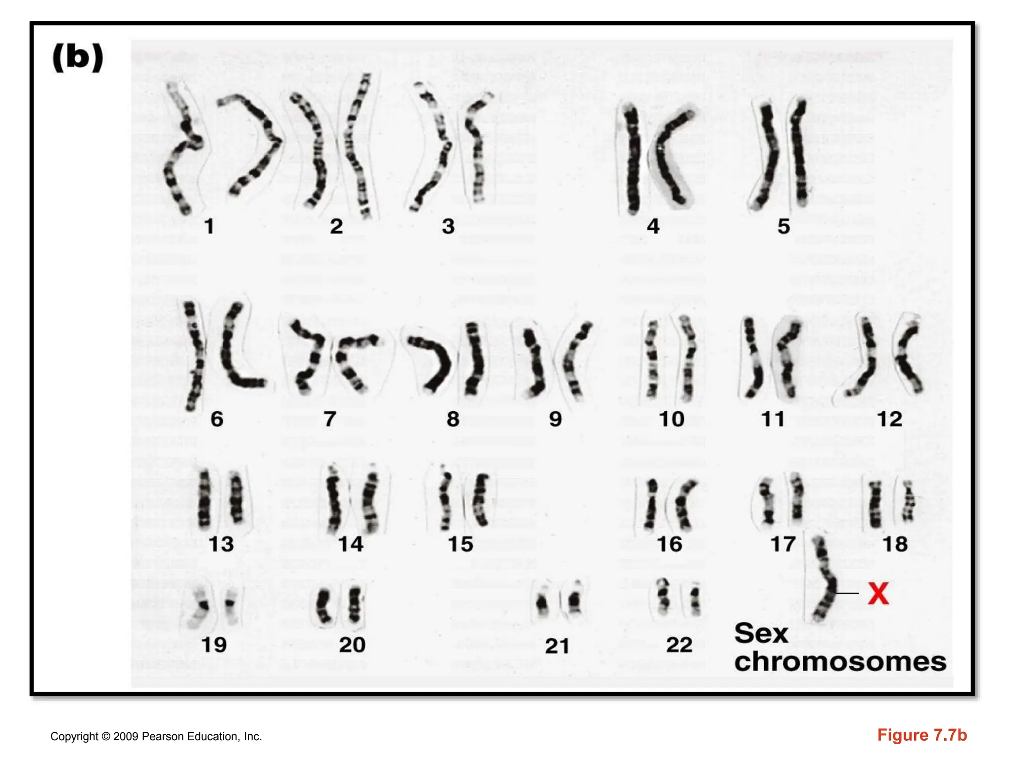 Copyright © 2009 Pearson Education, Inc. Figure 7.7b
 