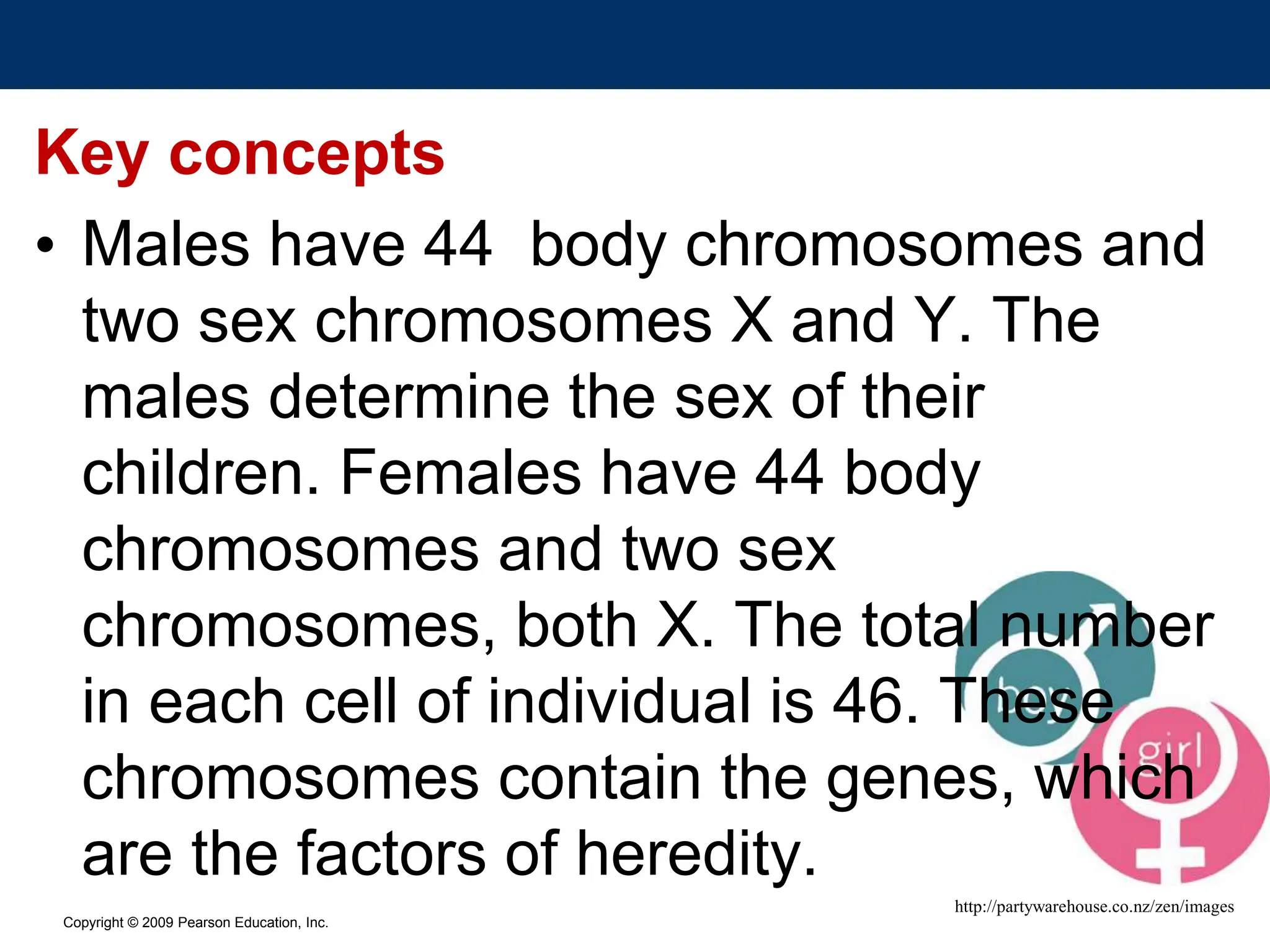 Copyright © 2009 Pearson Education, Inc.
Key concepts
• Males have 44 body chromosomes and
two sex chromosomes X and Y. The
males determine the sex of their
children. Females have 44 body
chromosomes and two sex
chromosomes, both X. The total number
in each cell of individual is 46. These
chromosomes contain the genes, which
are the factors of heredity.
http://partywarehouse.co.nz/zen/images
 