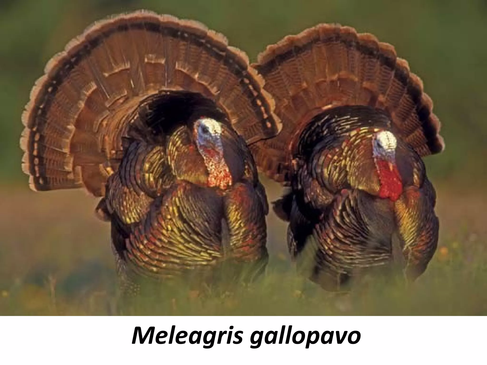 Meleagris gallopavo