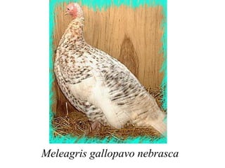 Meleagris gallopavo nebrasca