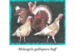 Meleagris gallopavo buff