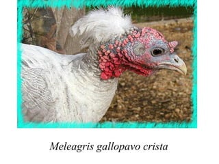 Meleagris gallopavo crista