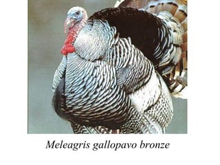 Meleagris gallopavo bronze